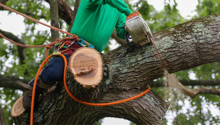 Relax with Lindsay best tree removal.