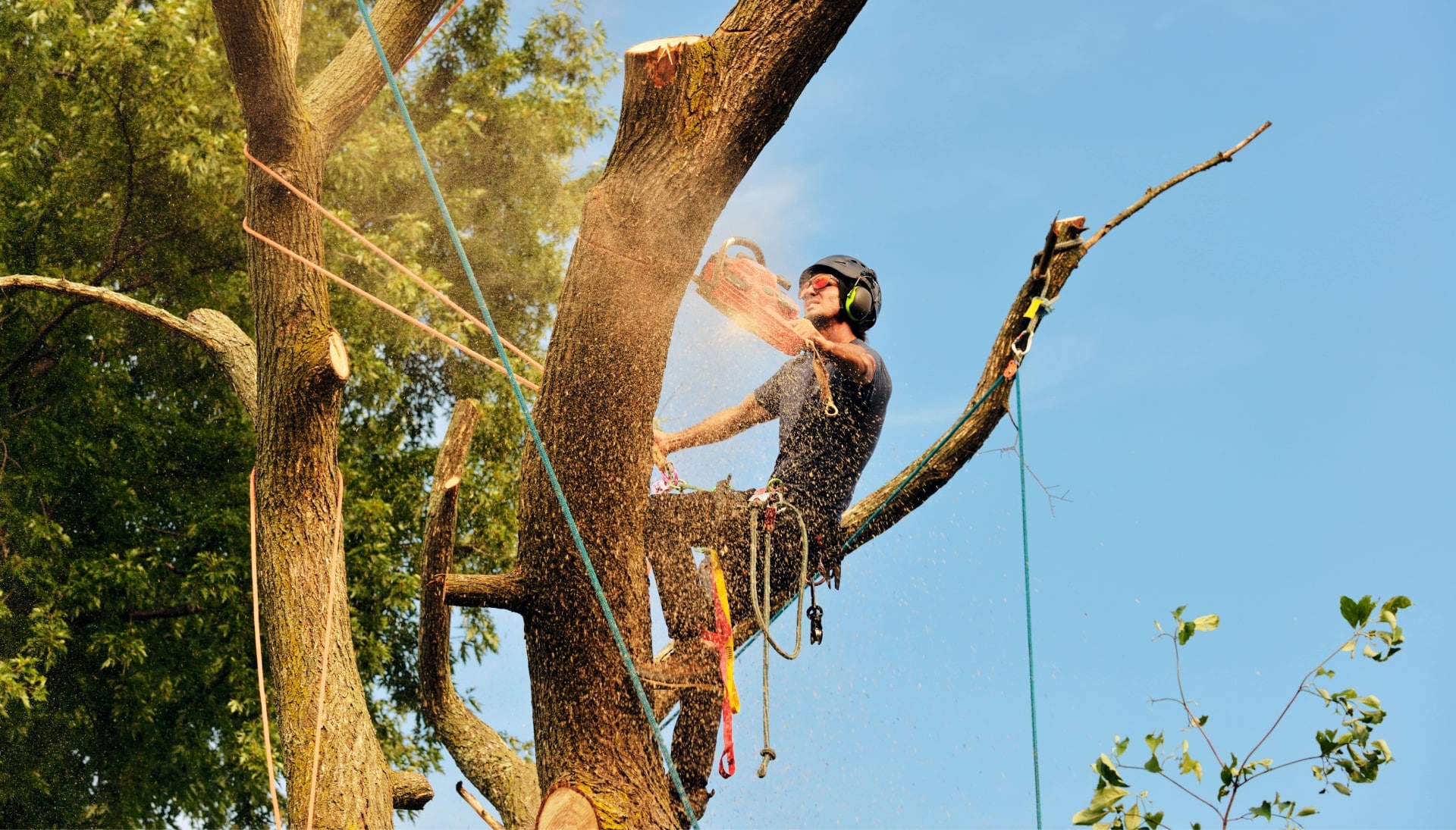 Lindsay tree removal experts solve tree issues.