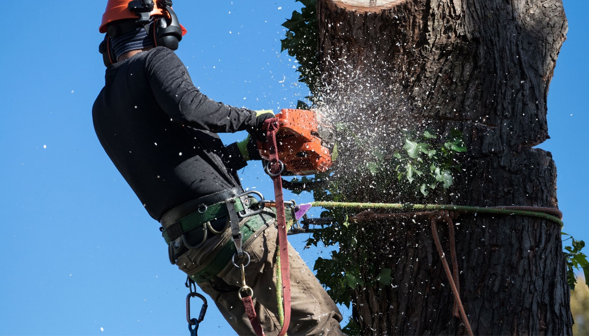 Professional Tree removal solutions in Lindsay