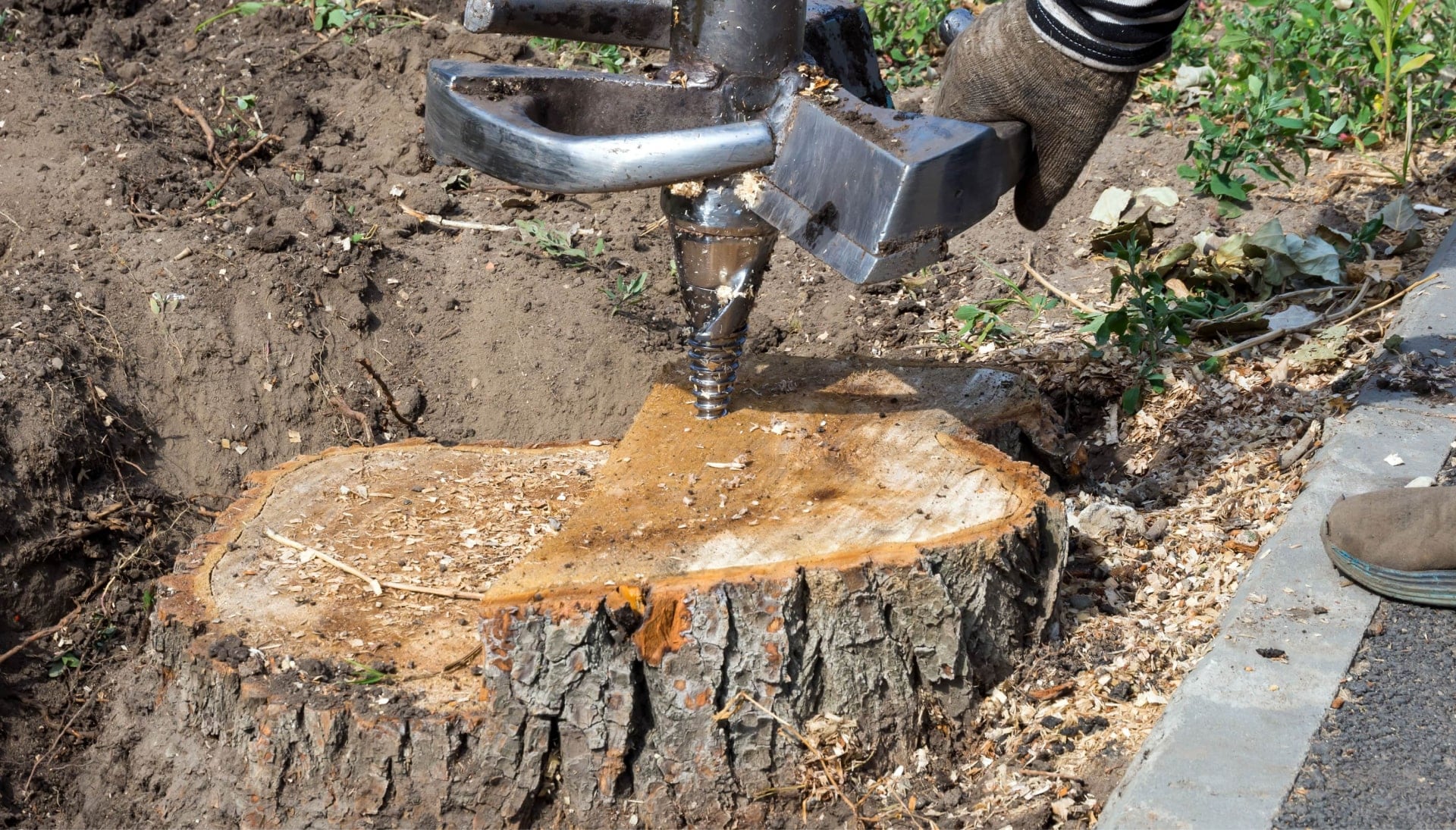 Lindsay Tree stump removal